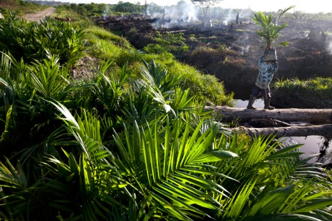 A worker carries a palm oil sapling onto a cleared area to be planted in the coming days, after purpose lit fires go out in Tripa's peat forest, 13 June 2012, Aceh province, Sumatra, Indonesia. According to a field team from the coalition of NGO's to protect Tripa, that visited the area. Fires are continuing to be lit in the highly threatened Tripa Peat Forest despite assurances from the Indonesian central government that âtriple trackâ legal action was underway and a small area of the Peat Forest had returned to the moratorium map central to the multibillion agreement between Indonesia and Norway to reduce carbon emission from burning the carbon dense Peat Forests. Photo: Paul Hilton/SOCP/YEL (HANDOUT PHOTO, EDITORIAL USE ONLY)