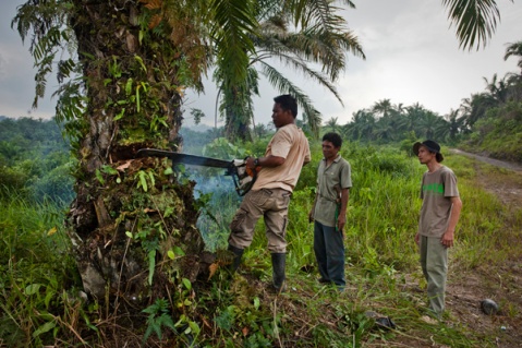 Rudi Putra watching an oil palm tree being cut down in Aceh. Photo courtesy of the Goldman Prize.